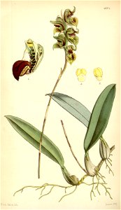 Bulbophyllum malachadenia (as Malachadenia clavata) - Curtis' 73 (Ser. 3 no. 3) pl. 4334 (1847). Free illustration for personal and commercial use.