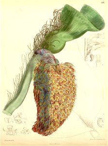 Bulbophyllum beccarii - Curtis' 107 (Ser. 3 no. 37) pl 6567 (1881)