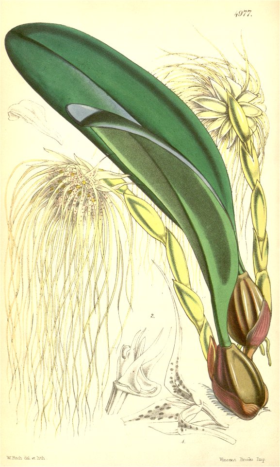 Bulbophyllum medusae (as Cirrhopetalum medusae) - Curtis' 83 (Ser. 3 no. 13) pl. 4977 (1857)