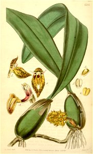 Bulbophyllum careyanum (spelled Bolbophyllum) - Curtis' 71 (Ser. 3 no. 1) pl. 4166 (1845). Free illustration for personal and commercial use.