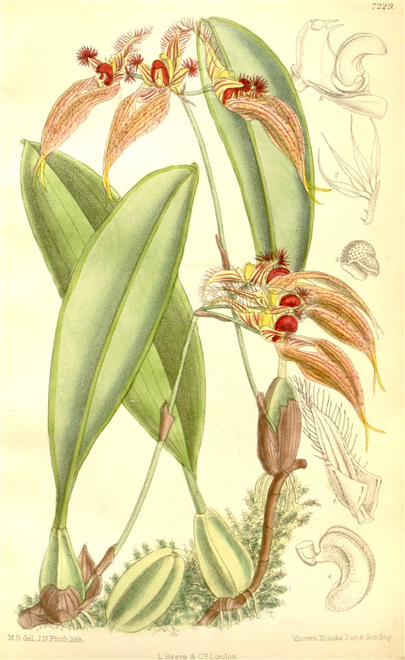 Bulbophyllum ornatissimum (as Cirrhopetalum ornatissimum) - Curtis' 118 (Ser. 3 no. 48) pl. 7229 (1892)