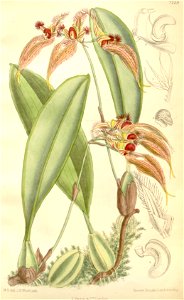 Bulbophyllum ornatissimum (as Cirrhopetalum ornatissimum) - Curtis' 118 (Ser. 3 no. 48) pl. 7229 (1892). Free illustration for personal and commercial use.