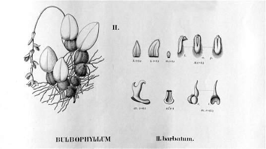Bulbophyllum punctatum - Bulbophyllum barbatum - Fl.Br. 3-5-114 - cropped 2. Free illustration for personal and commercial use.