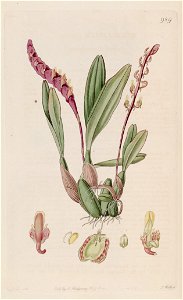 Bulbophyllum falcatum (as Megaclinium falcatum) - Bot. Reg. 12 pl. 989 (1826). Free illustration for personal and commercial use.