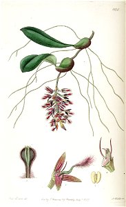 Bulbophyllum saltatorium - Edwards vol 23 pl 1970 (1837). Free illustration for personal and commercial use.