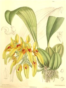 Bulbophyllum graveolens (as Cirrhopetalum robustum) - Curtis' 123 (Ser. 3 no. 53) pl. 7557 (1897). Free illustration for personal and commercial use.