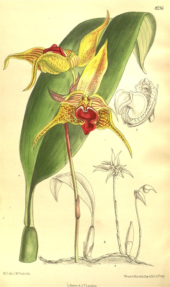 Bulbophyllum uniflorum (as Bulbophyllum galbinum) - Curtis' 134 (Ser. 4 no. 4) pl. 8216 (1908). Free illustration for personal and commercial use.