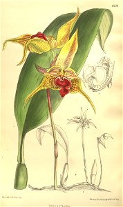 Bulbophyllum uniflorum (as Bulbophyllum galbinum) - Curtis' 134 (Ser. 4 no. 4) pl. 8216 (1908)