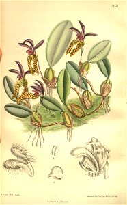 Bulbophyllum lasiochilum (as Cirrhopetalum breviscapum) - Curtis' 131 (Ser. 4 no. 1) pl. 8033 (1905). Free illustration for personal and commercial use.