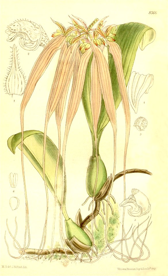 Bulbophyllum longissimum (as Cirrhopetalum longissimum) - Curtis' 137 (Ser. 4 no. 7) pl. 8366 (1911)