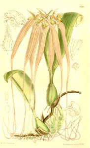 Bulbophyllum longissimum (as Cirrhopetalum longissimum) - Curtis' 137 (Ser. 4 no. 7) pl. 8366 (1911). Free illustration for personal and commercial use.