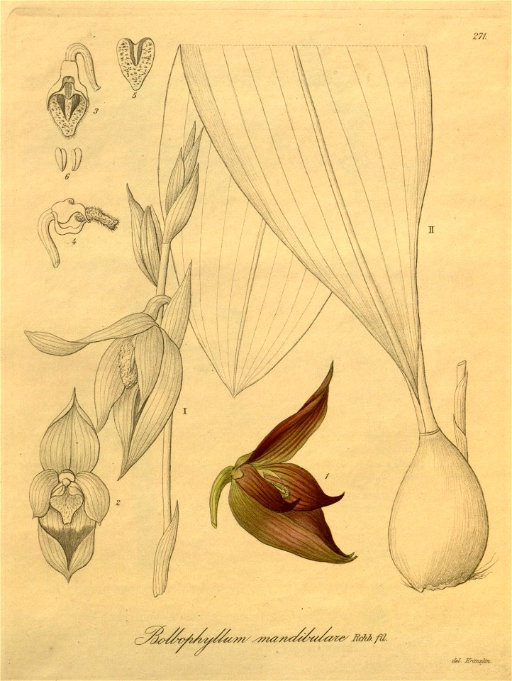 Bulbophyllum mandibulare - Xenia 3 pl 271
