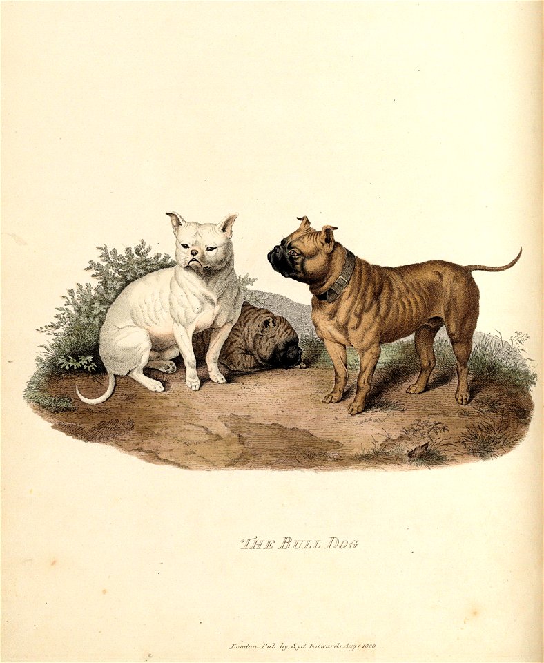 Bull Dog (Sydenham Edwards)