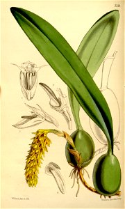 Bulbophyllum careyanum (as Bulbophyllum cupreum, spelled Bolbophyllum cupreum) - Curtis' 88 (Ser. 3 no. 18) pl. 5316 (1862). Free illustration for personal and commercial use.