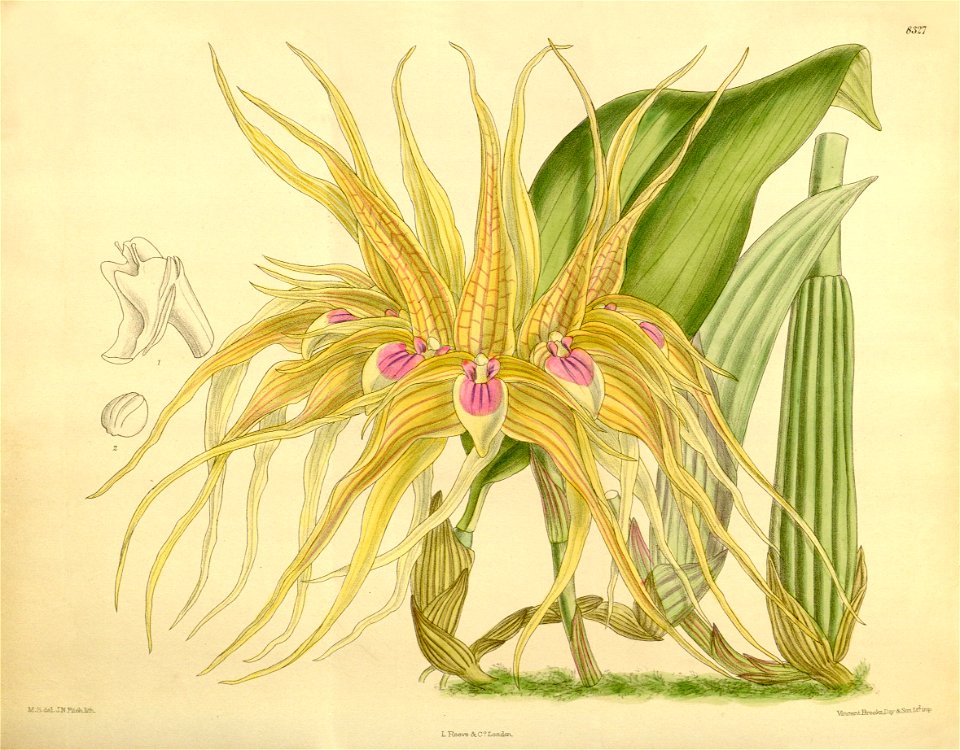 Bulbophyllum pahudii (as Bulbophyllum virescens) - Curtis' 136 (Ser. 4 no. 6) pl. 8327 (1910)