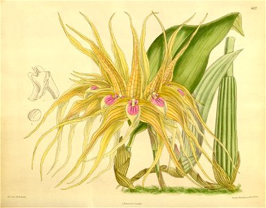 Bulbophyllum pahudii (as Bulbophyllum virescens) - Curtis' 136 (Ser. 4 no. 6) pl. 8327 (1910). Free illustration for personal and commercial use.
