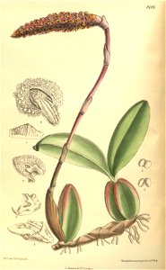Bulbophyllum coriophorum (as Bulbophyllum crenulatum) - Curtis' 131 (Ser. 4 no. 1) pl. 8000 (1905). Free illustration for personal and commercial use.