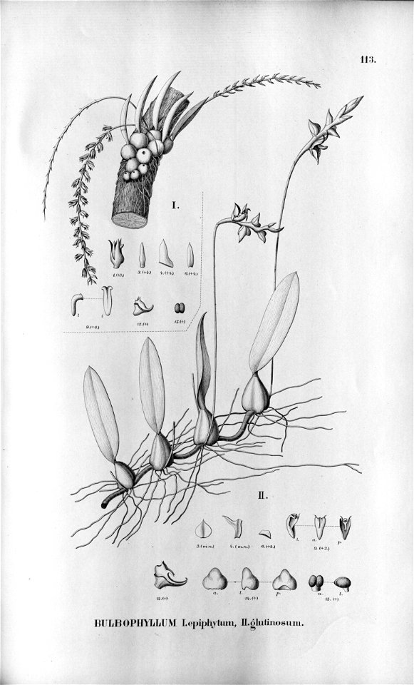 Bulbophyllum epiphytum - Bulbophyllum glutinosum - Fl.Br. 3-5-113. Free illustration for personal and commercial use.