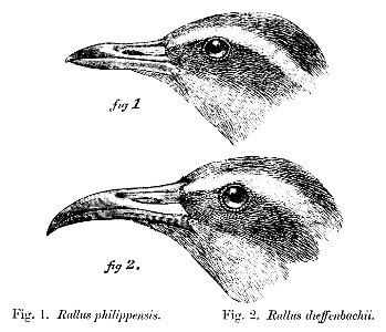 Bul01Birdlxxvb