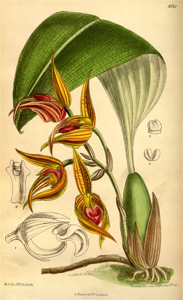 Bulbophyllum sociale 144-8761