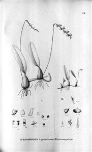 Bulbophyllum granulosum - Bulbophyllum napellii (as Bulbophyllum monosepalum) - Fl.Br. 3-5-115. Free illustration for personal and commercial use.
