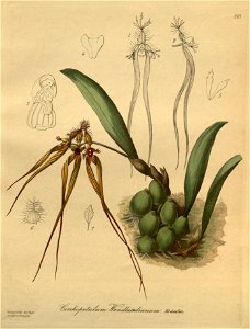Bulbophyllum wendlandianum (as Cirrhopetalum wendlandianum - Xenia 3 pl 243. Free illustration for personal and commercial use.