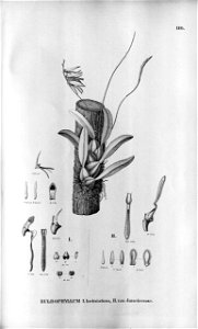 Bulbophyllum laciniatum (fig. II as Bulbophyllum laciniatum var. janeirense) - Fl.Br. 3-5-116. Free illustration for personal and commercial use.