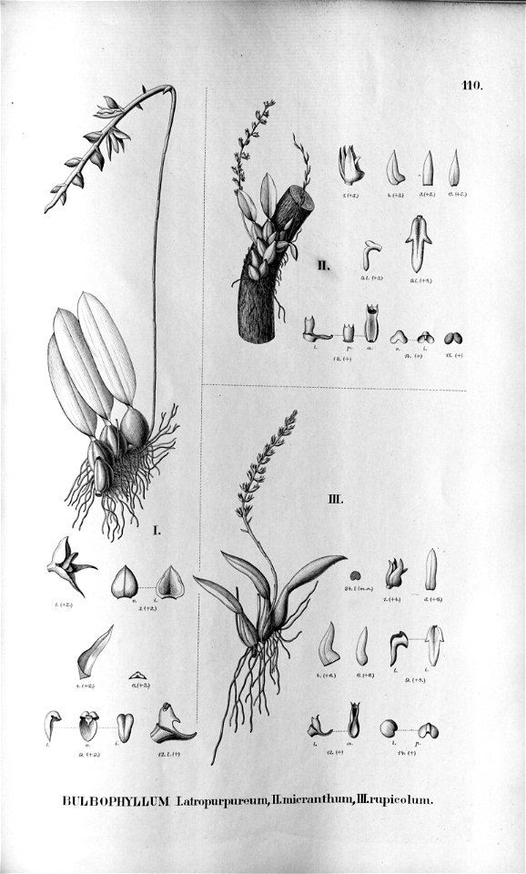 Bulbophyllum atropurpureum - Bulbophyllum micranthum - Bulbophyllum rupicola (as B. rupicolum) - Fl.Br.3-5-110