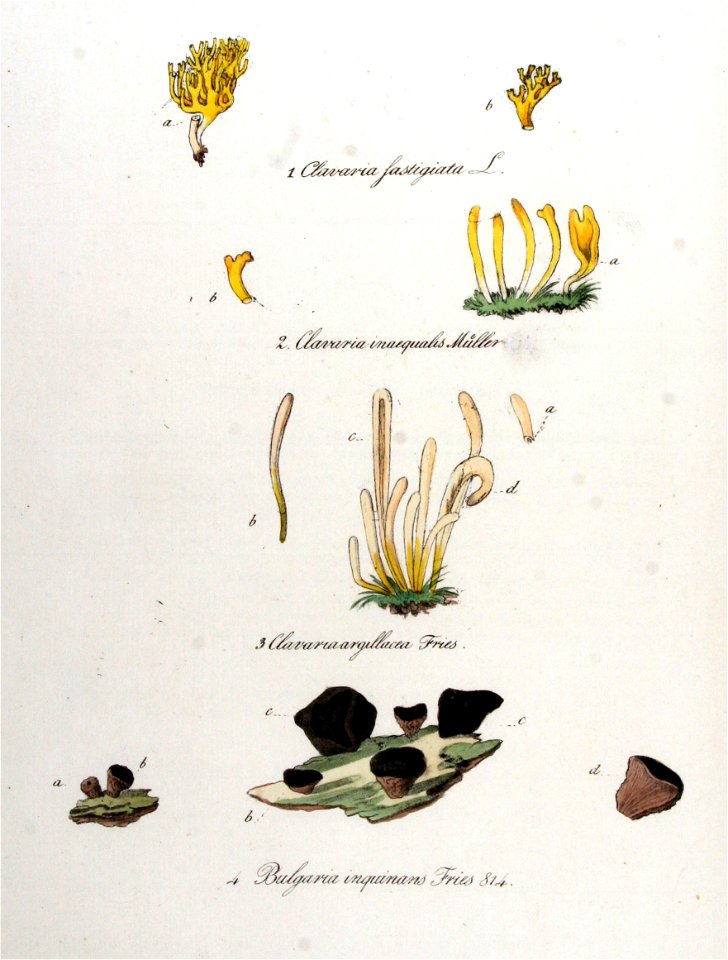 Bulgaria inquinans — Flora Batava — Volume v11