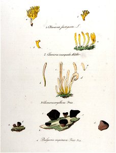 Bulgaria inquinans — Flora Batava — Volume v11