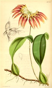 Bulbophyllum longiflorum (as Cirrhopetalum thouarsii) - Curtis' 72 (Ser. 3 no. 2) pl. 4237 (1846). Free illustration for personal and commercial use.