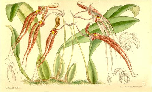 Bulbophyllum biflorum (as Cirrhopetalum biflorum) - Curtis' 136 (Ser. 4 no. 6) pl. 8321 (1910). Free illustration for personal and commercial use.