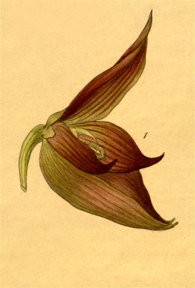 Bulbophyllum mandibulare - Xenia 3 pl 271 - cropped