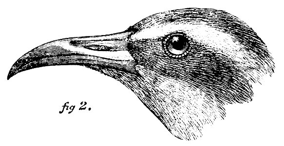Bul02Bird122b