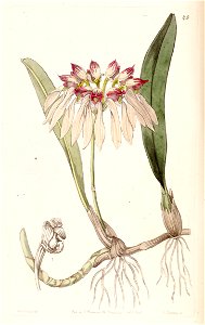 Bulbophyllum chinense (as Cirrhopetalum chinense) - Edwards vol 29 (NS 6) pl 49 (1843)