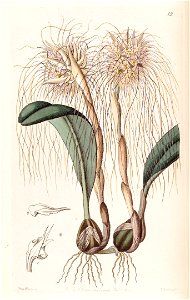 Bulbophyllum medusae (as Cirrhopetalum medusae) - Edwards vol 28 (NS 5) pl 12 (1842). Free illustration for personal and commercial use.