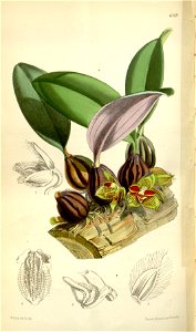 Bulbophyllum dayanum (spelled Bolbophyllum dayanum) - Curtis' 100 (Ser. 3 no. 30) pl. 6119 (1874). Free illustration for personal and commercial use.
