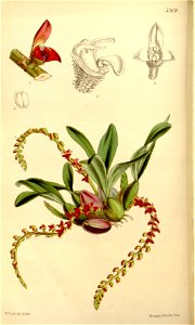 Bulbophyllum falcatum var. velutinum (as Bulbophyllum rhizophorae, spelled Bolbophyllum rhizophorae) - Curtis' 88 (Ser. 3 no. 18) pl. 5309 (1862). Free illustration for personal and commercial use.
