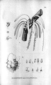 Bulbophyllum punctatum - Bulbophyllum barbatum - Fl.Br. 3-5-114. Free illustration for personal and commercial use.