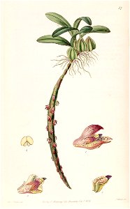 Bulbophyllum bracteolatum - Edwards vol 24 (NS 1) pl 57 (1838)