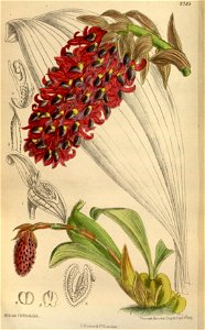 Bulbophyllum hamelinii 144-8785