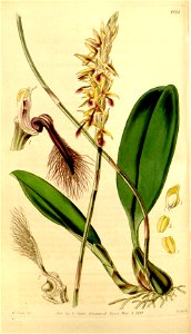 Bulbophyllum saltatorium var. calamarium (as Bulbophyllum calamarium, spelled Bolbophyllum calamaria) - Curtis' 70 (N.S. 17) pl. 4088 (1844). Free illustration for personal and commercial use.