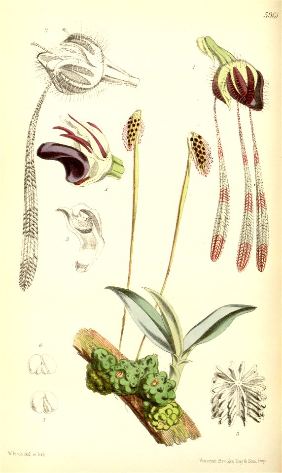 Bulbophyllum lemniscatum (spelled Bolbophyllum lemniscatum) - Curtis' 98 (Ser. 3 no. 28) pl. 5961 (1872)