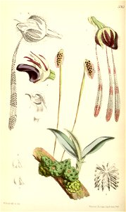 Bulbophyllum lemniscatum (spelled Bolbophyllum lemniscatum) - Curtis' 98 (Ser. 3 no. 28) pl. 5961 (1872). Free illustration for personal and commercial use.