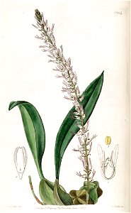 Bulbophyllum cocoinum - Edwards vol 23 pl 1964 (1837)