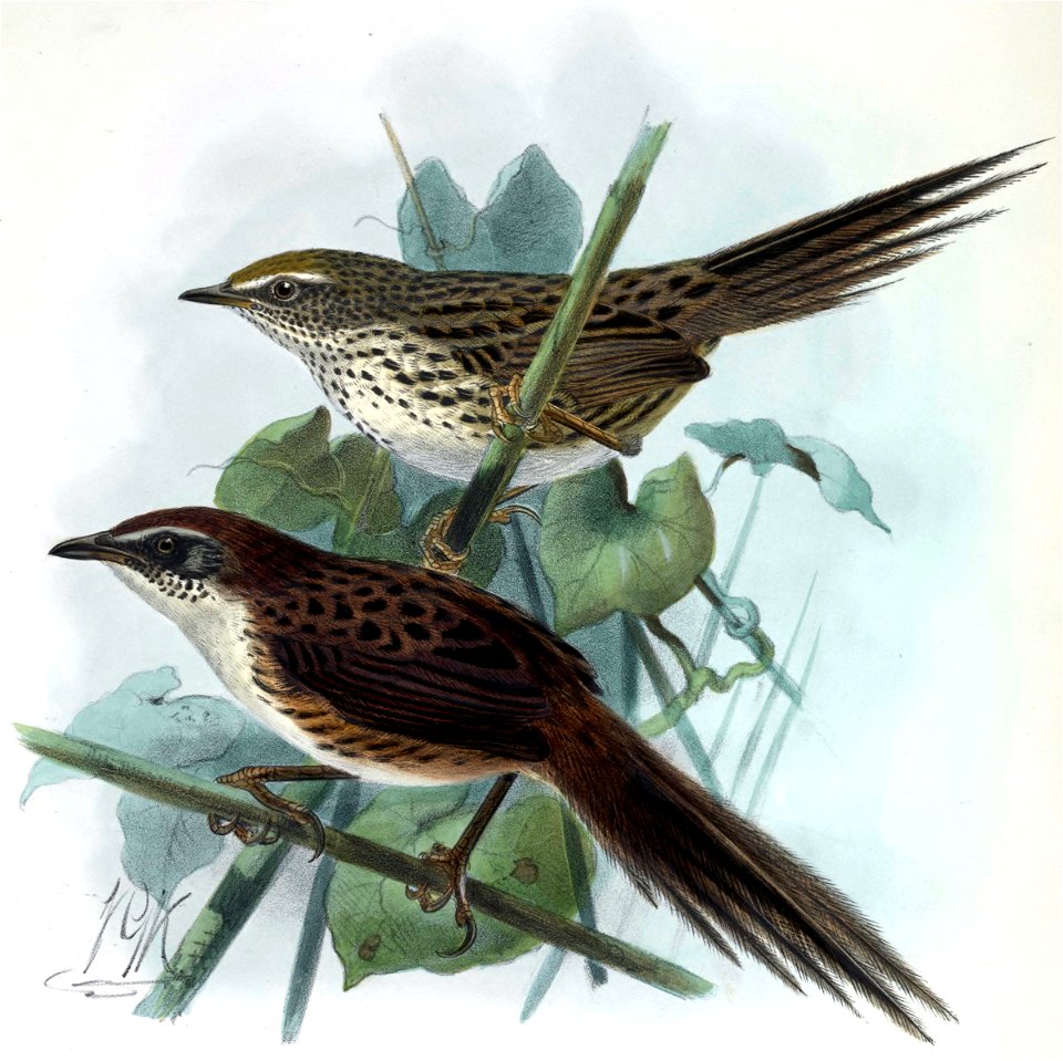 Bullers fernbirds