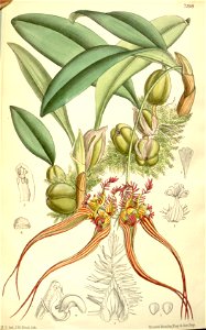 Bulbophyllum wendlandianum (as Cirrhopetalum collettii) - Curtis' 117 (Ser. 3 no. 47) pl. 7198 (1891). Free illustration for personal and commercial use.