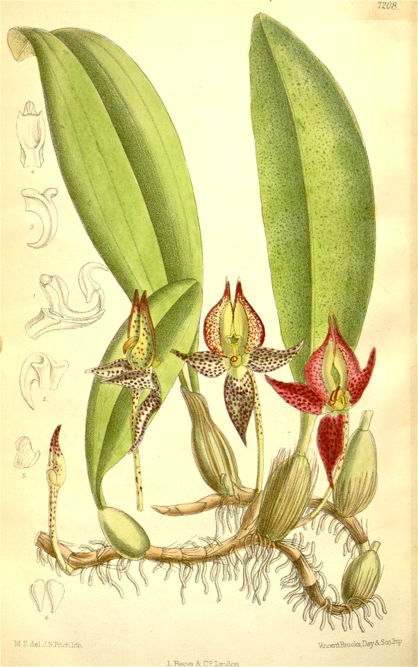Bulbophyllum macranthum