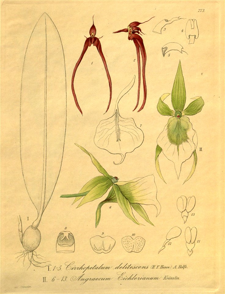 Bulbophyllum delitescens (as Cirrhopetalum delitescens) - Angraecum eichlerianum - Xenia 3 pl 273