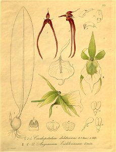 Bulbophyllum delitescens (as Cirrhopetalum delitescens) - Angraecum eichlerianum - Xenia 3 pl 273